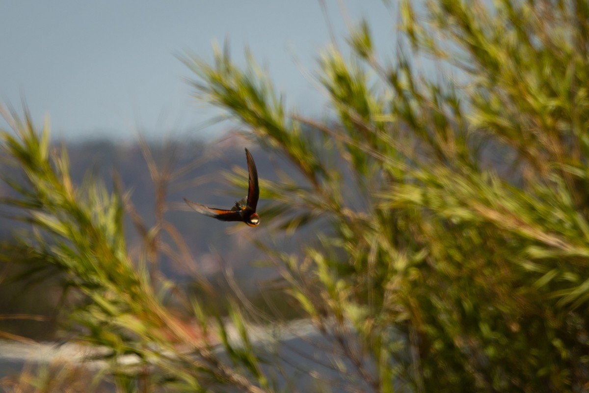 European Bee-eater - ML620762781