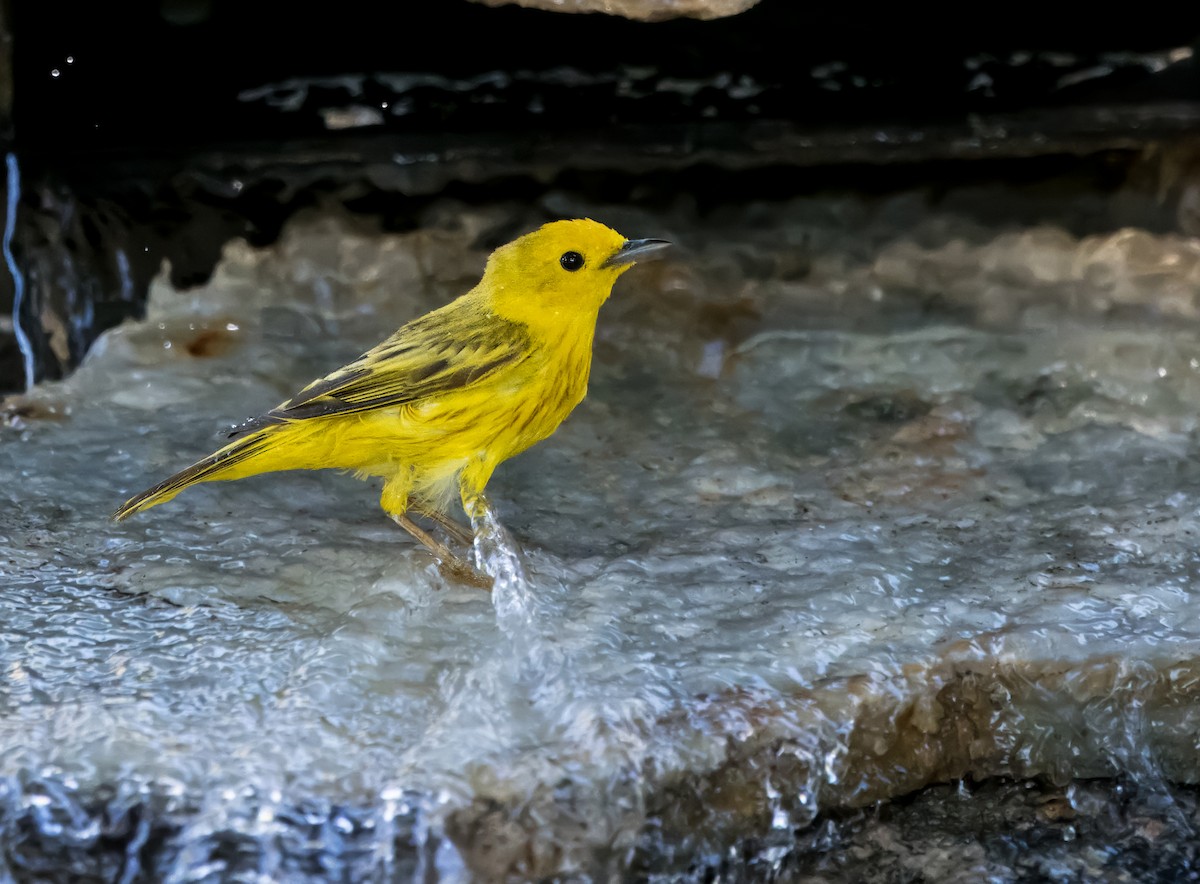 Paruline jaune - ML620762782