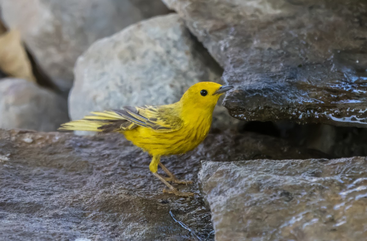 Yellow Warbler - ML620762784