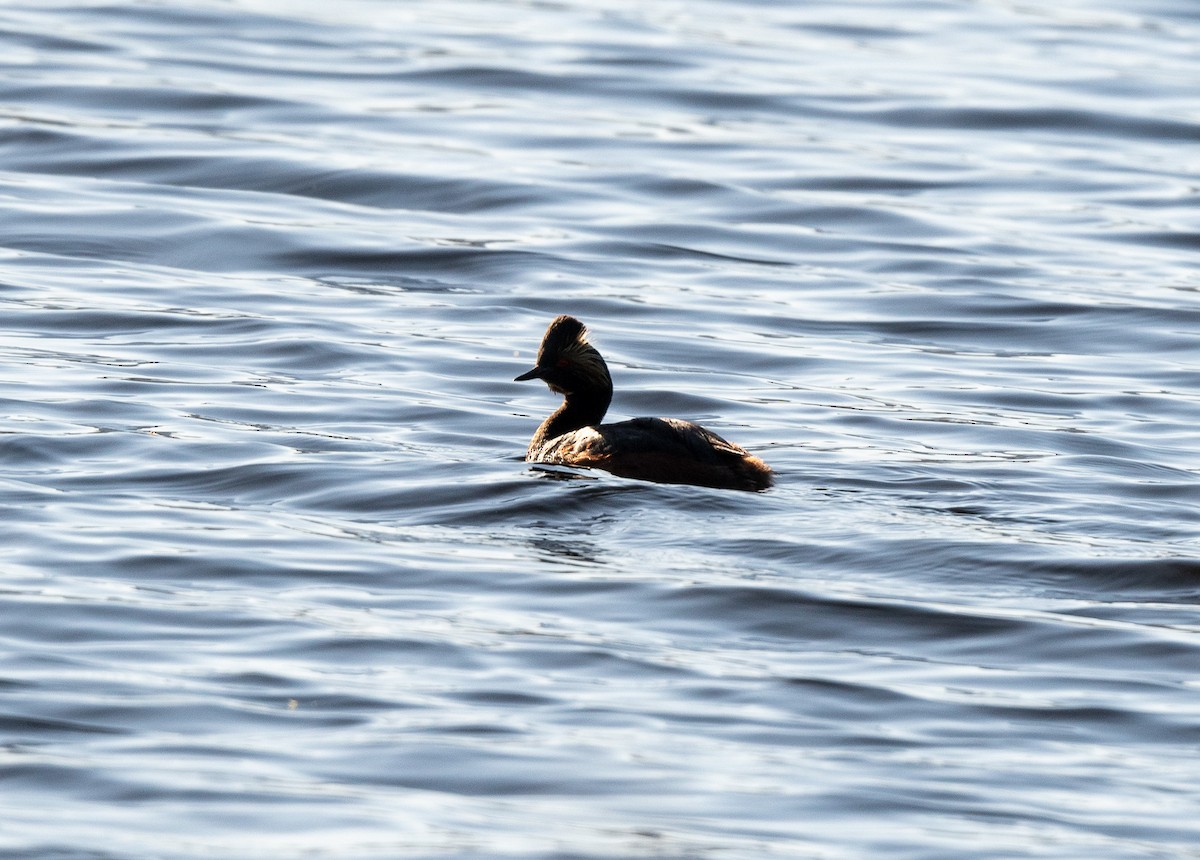 Eared Grebe - ML620762785