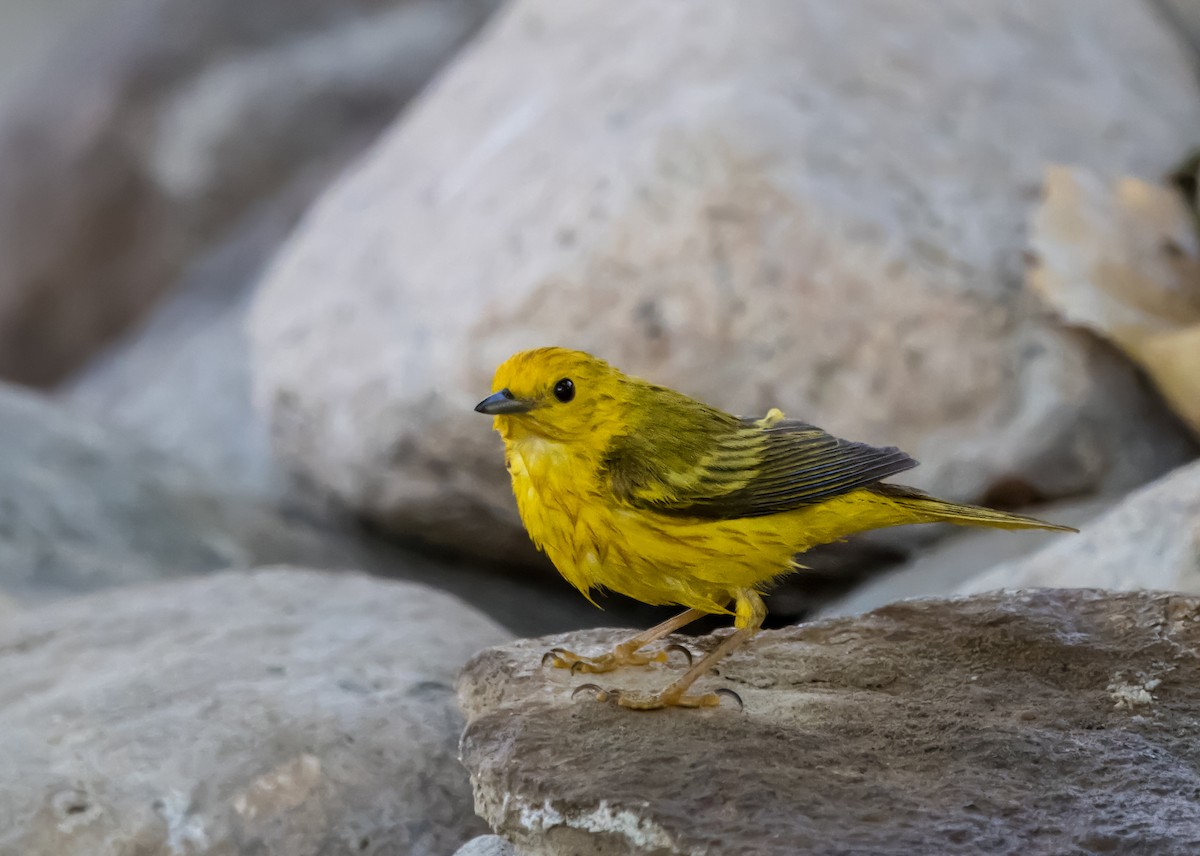 Yellow Warbler - Daniel Ward