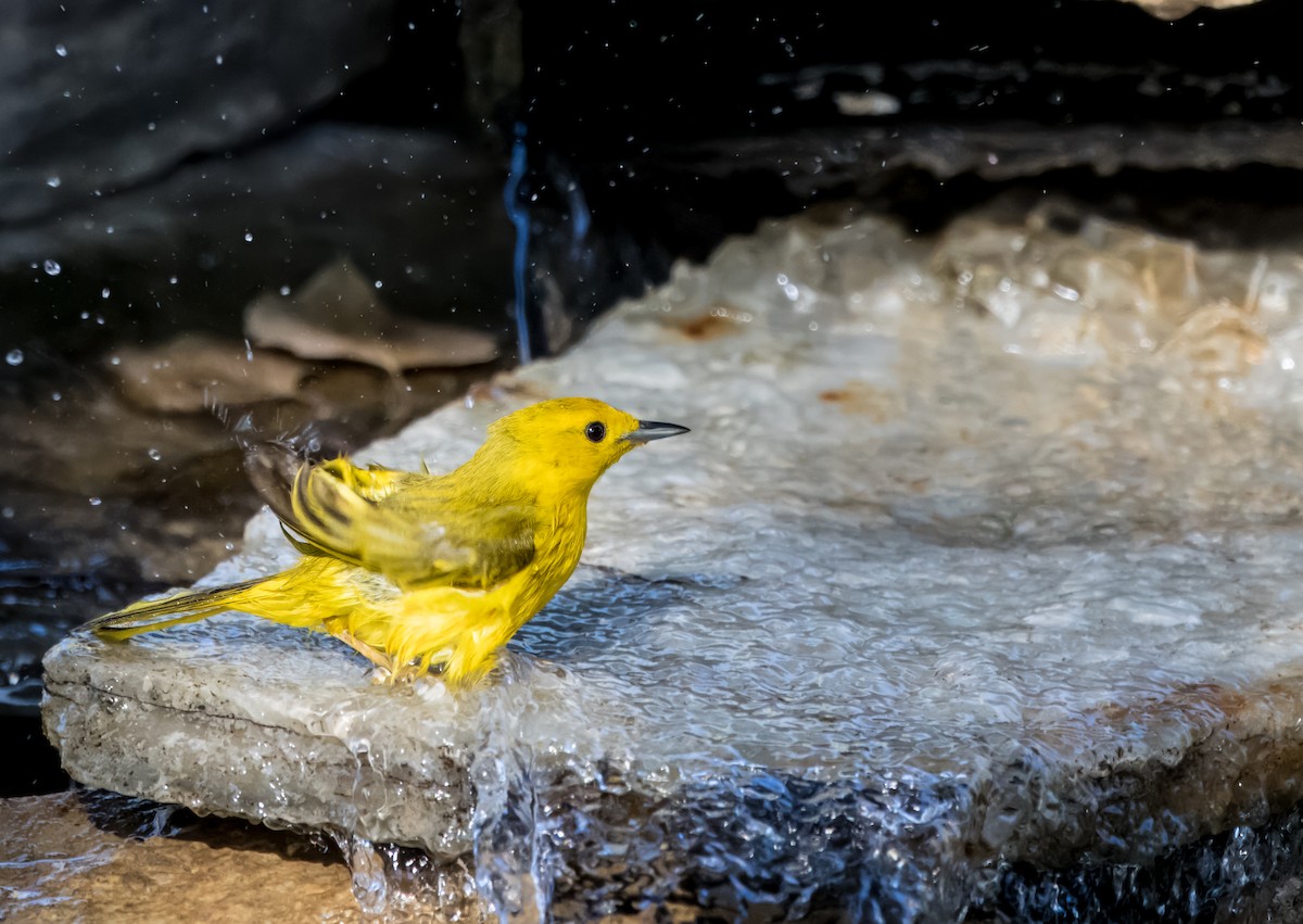 Yellow Warbler - ML620762791