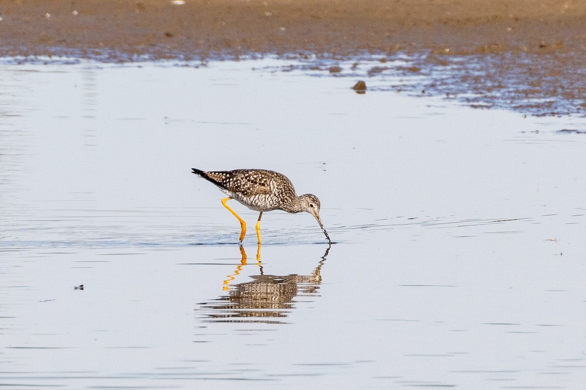 Greater Yellowlegs - Philip Kline