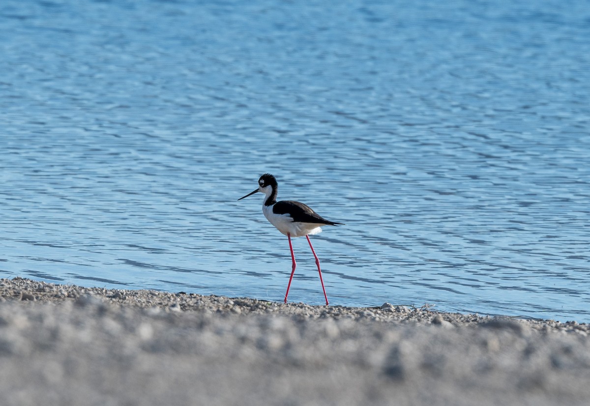 Black-necked Stilt - ML620762800