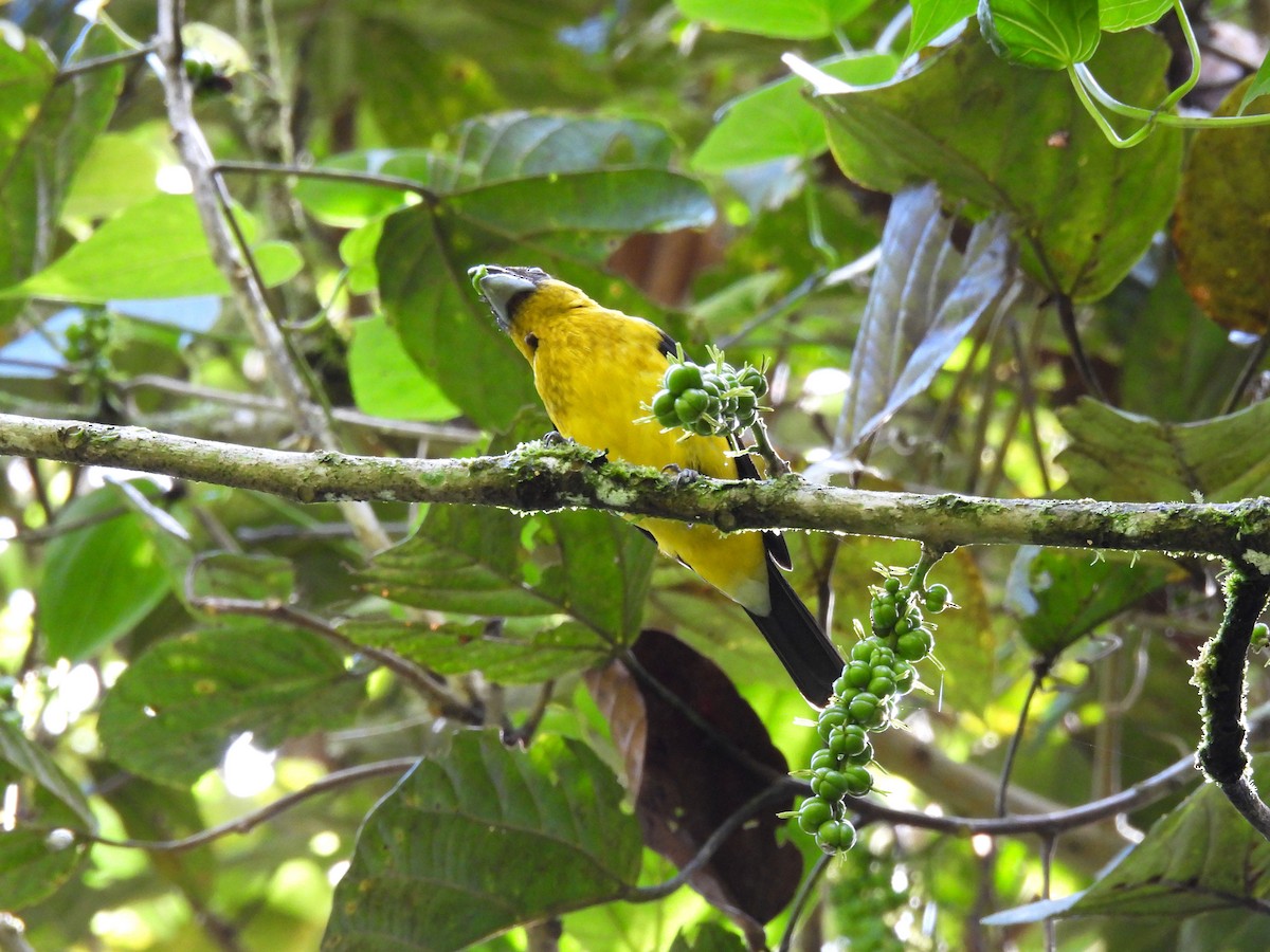 Black-thighed Grosbeak - ML620762804