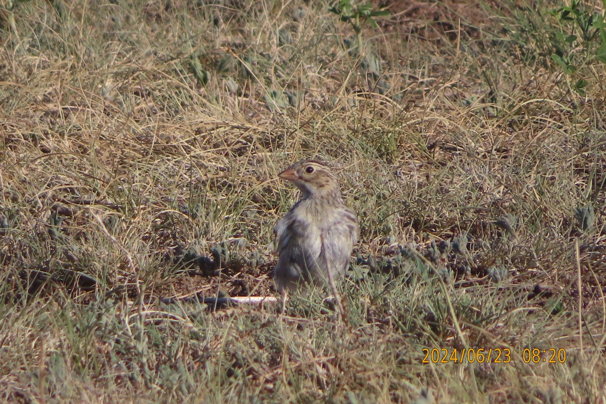 Thick-billed Longspur - ML620762807