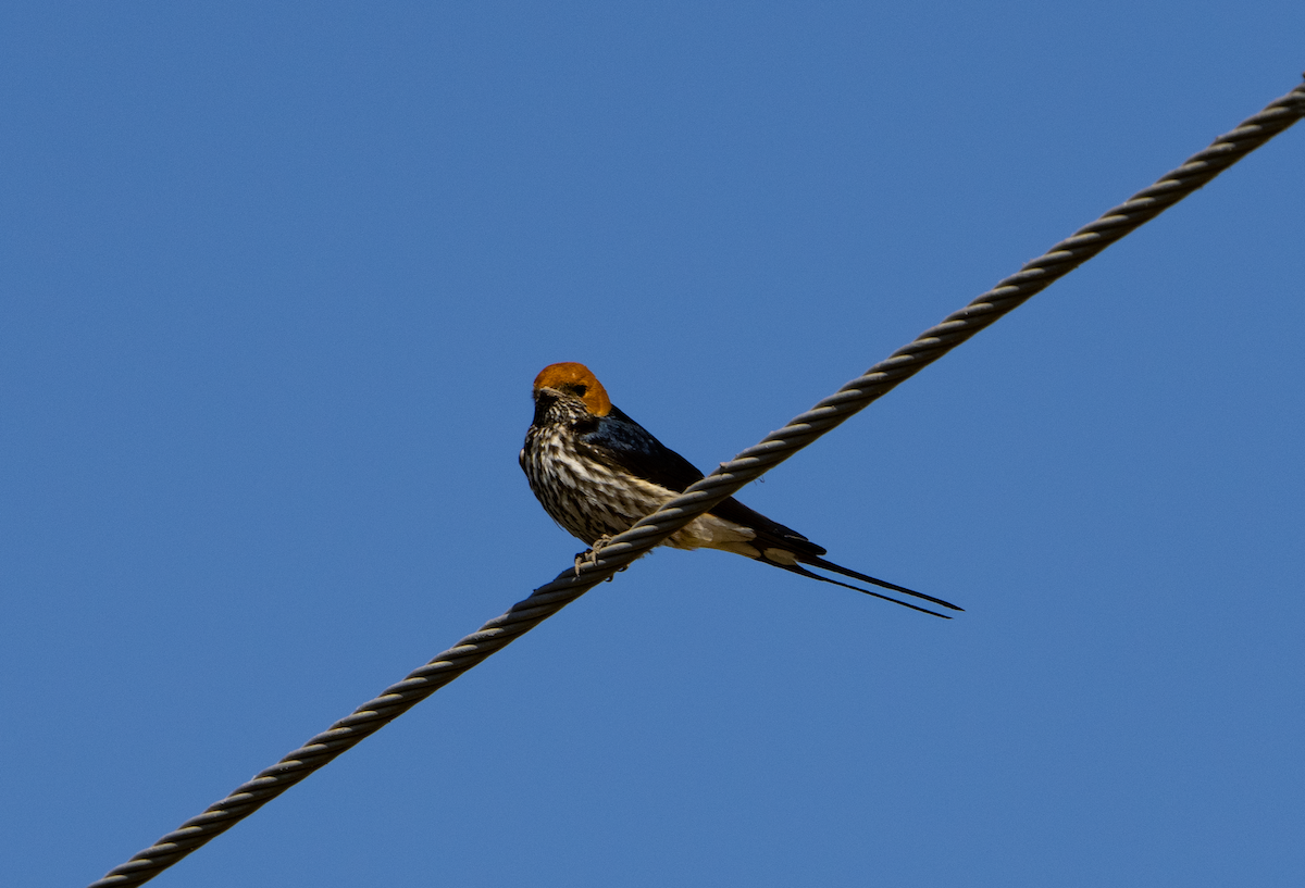 Lesser Striped Swallow - ML620762809