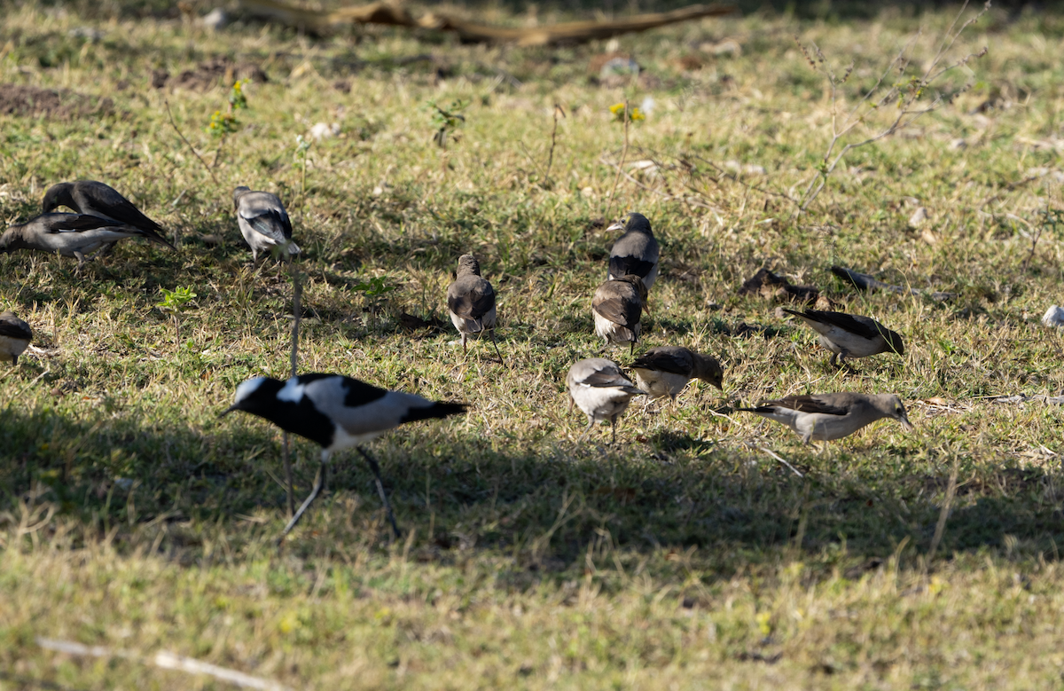 Wattled Starling - ML620762810