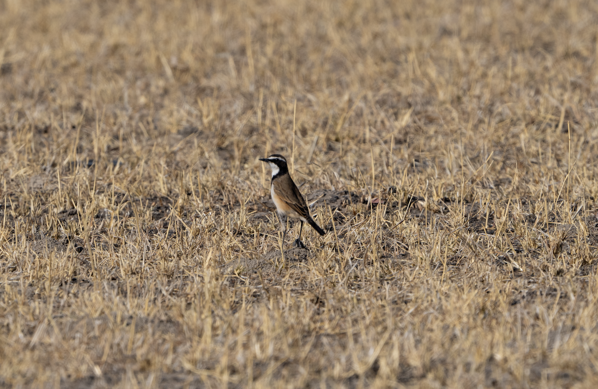 Capped Wheatear - ML620762812