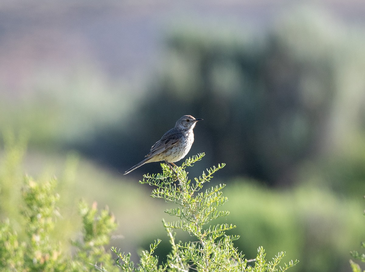 Sage Thrasher - ML620762813