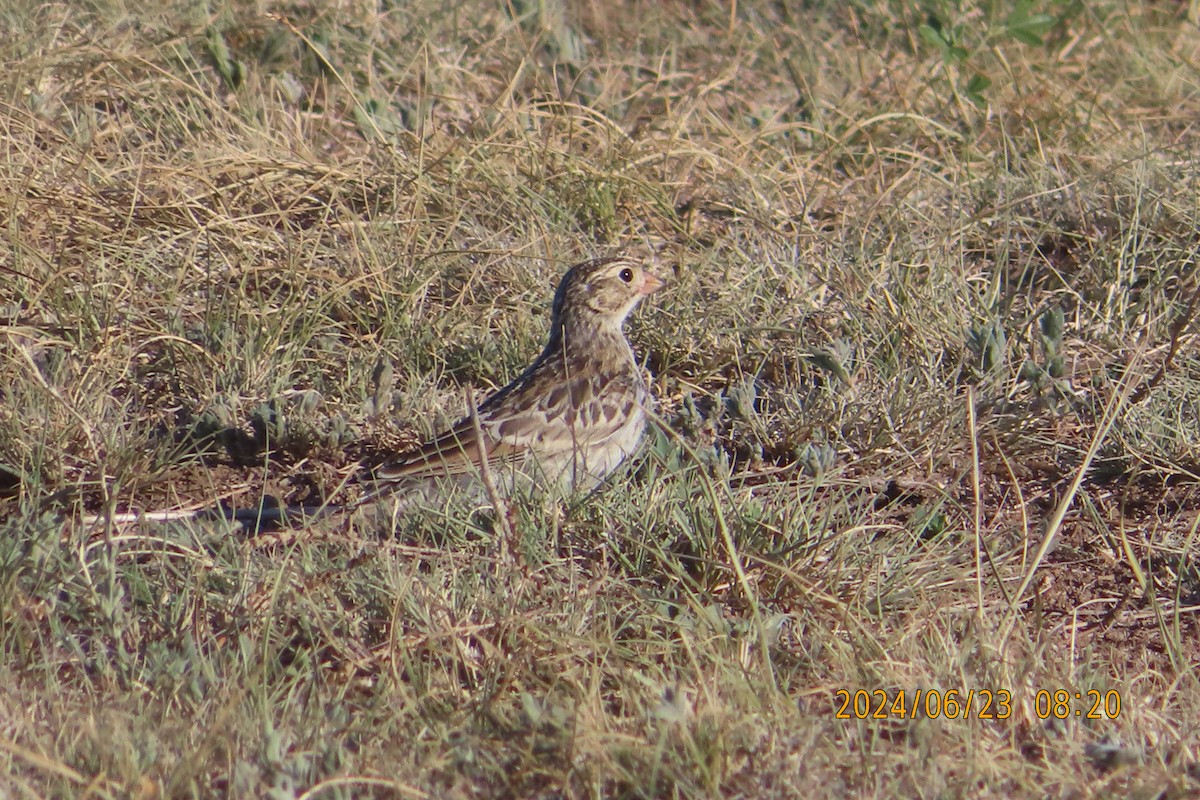 Thick-billed Longspur - ML620762816