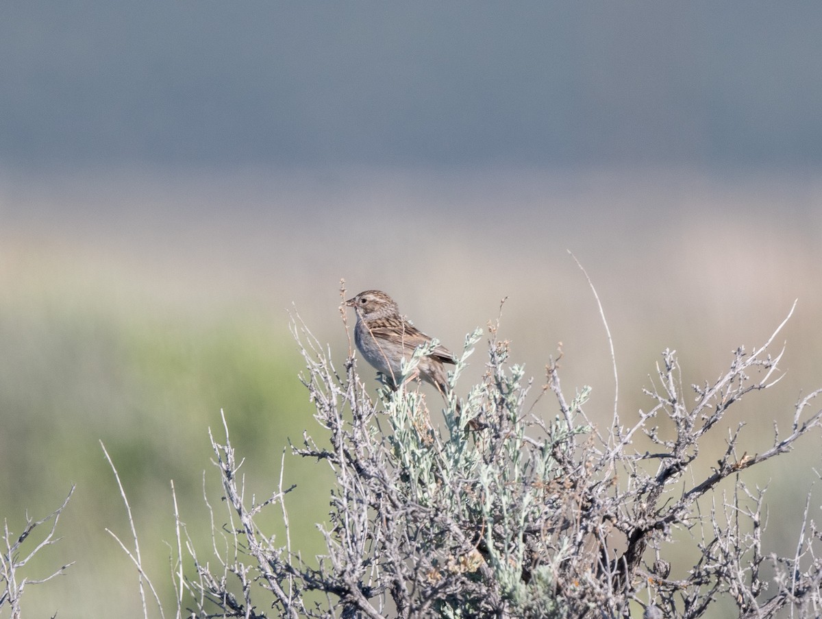 Brewer's Sparrow - ML620762818