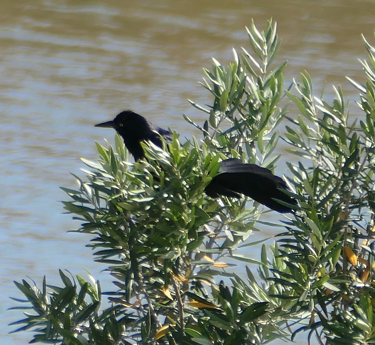 Great-tailed Grackle - ML620762819