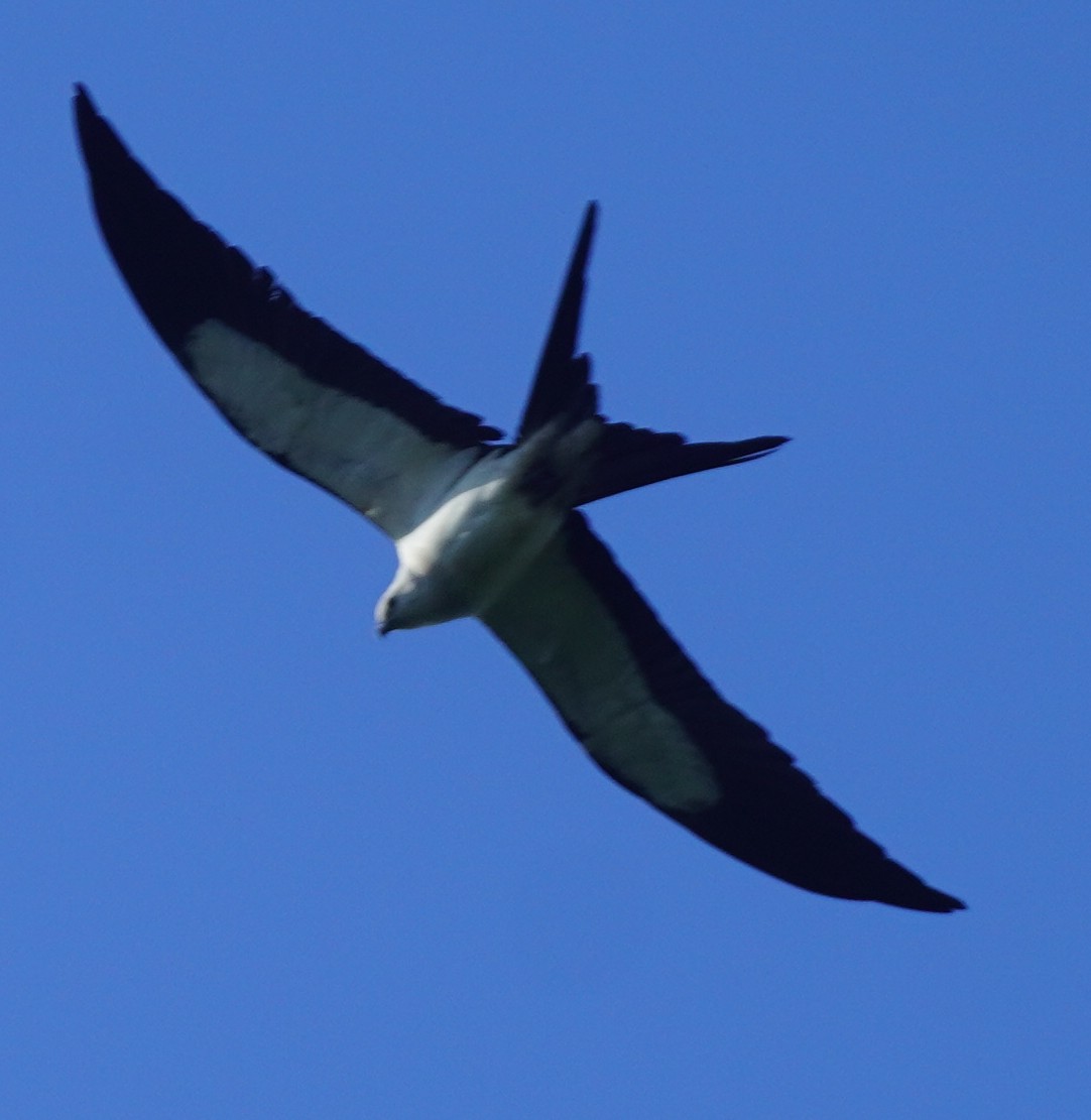 Swallow-tailed Kite - ML620762821