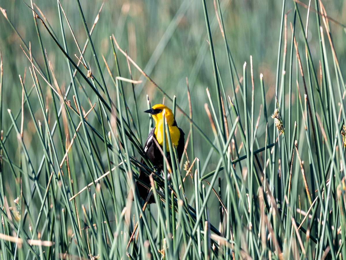 Yellow-headed Blackbird - ML620762825