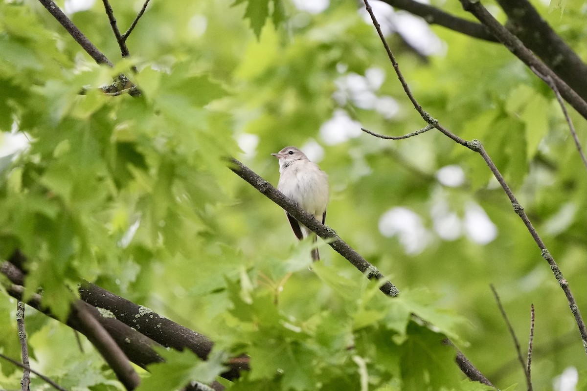 Warbling Vireo - ML620762828