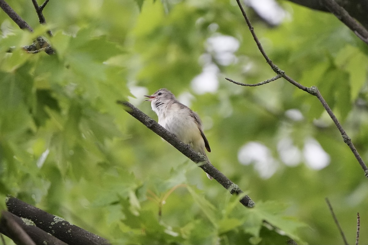 Warbling Vireo - ML620762830