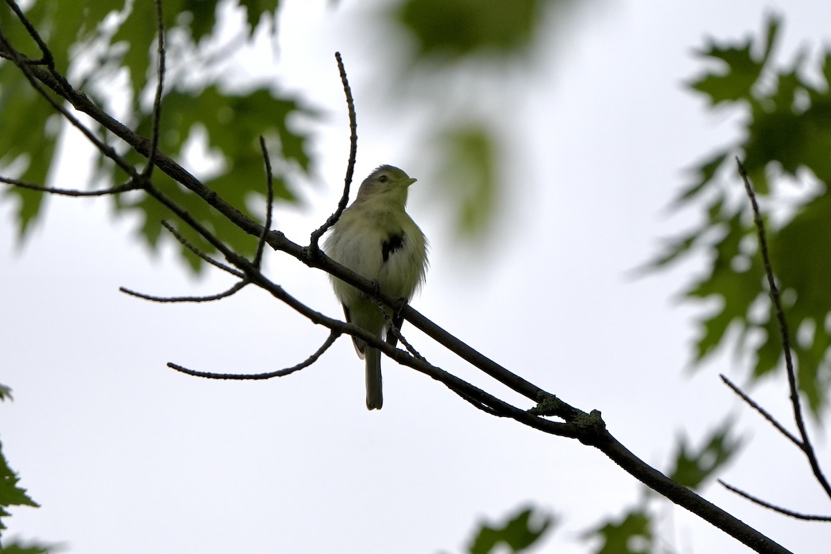 Warbling Vireo - ML620762831