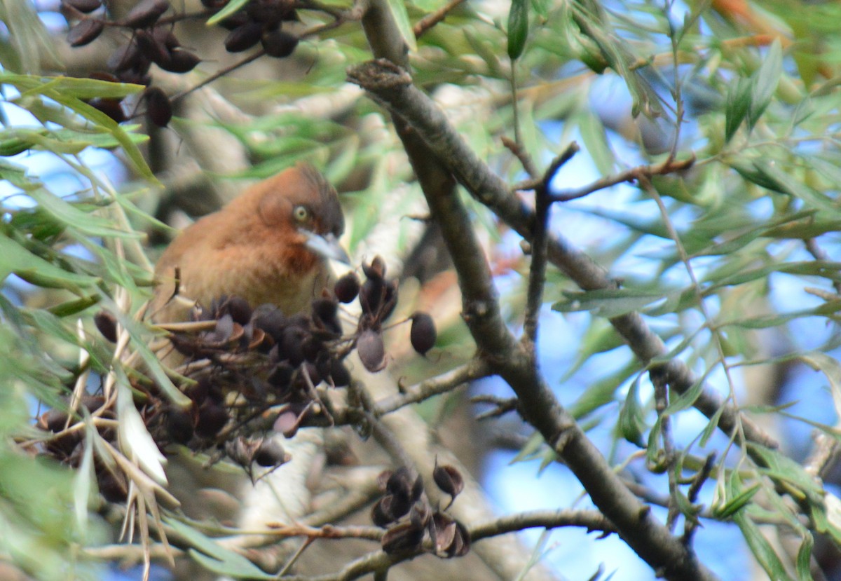 Brown Cacholote - ML620762835