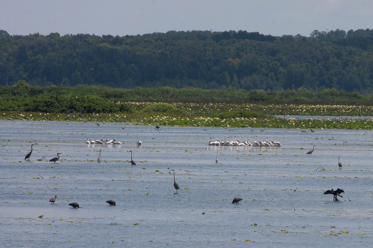 American White Pelican - Tana Nicholson