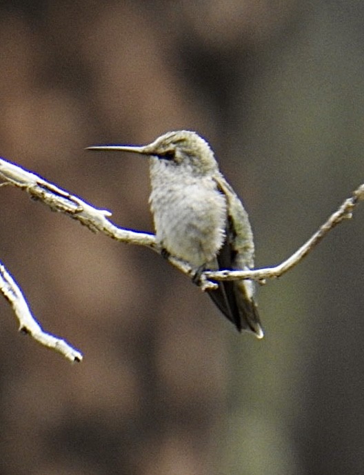 Anna's Hummingbird - ML620762840