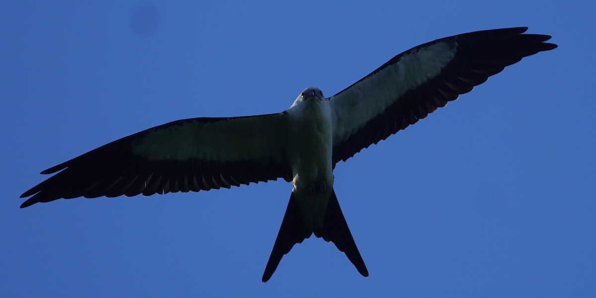 Swallow-tailed Kite - John McCallister