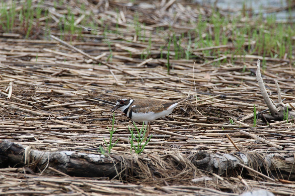 Killdeer - ML620762848