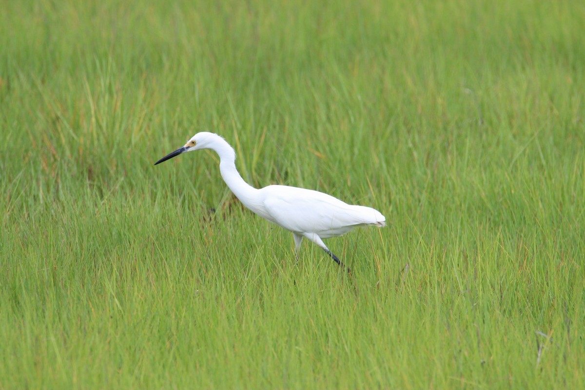 Snowy Egret - ML620762853