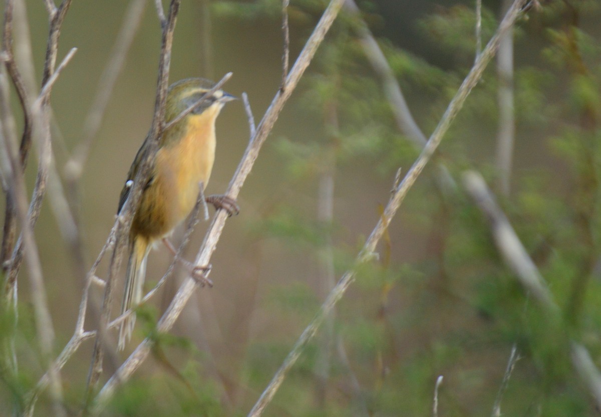 Long-tailed Reed Finch - ML620762858