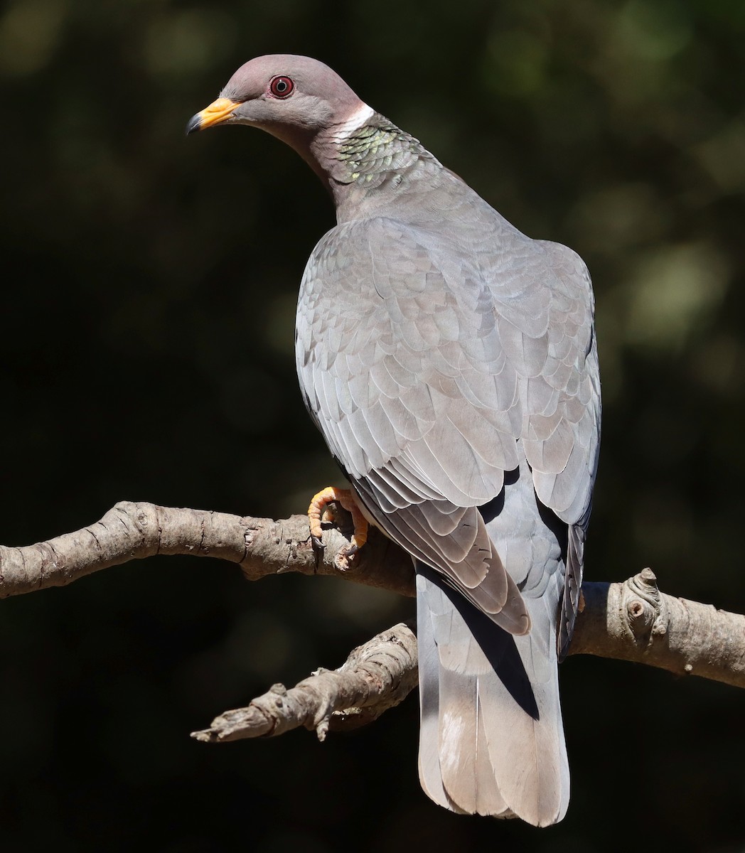 Band-tailed Pigeon - ML620762859