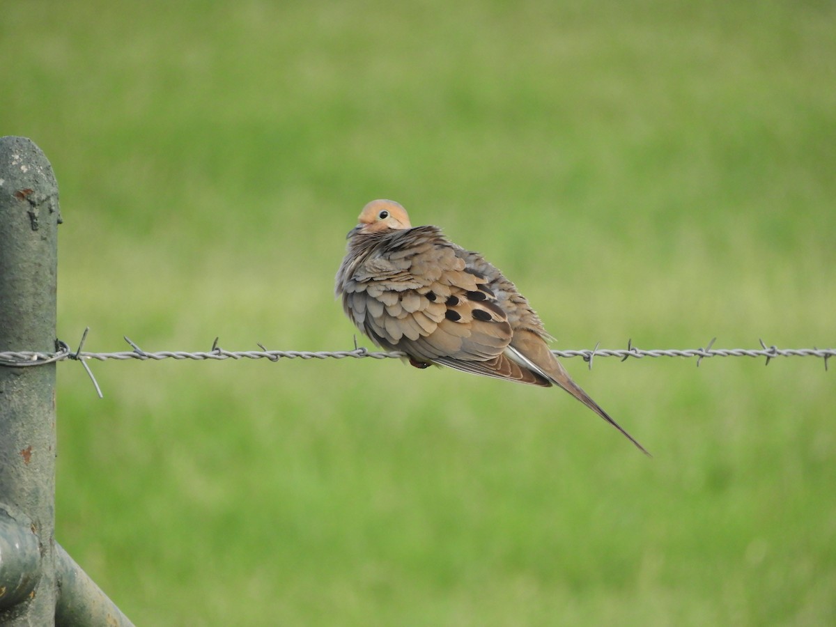 Mourning Dove - ML620762870