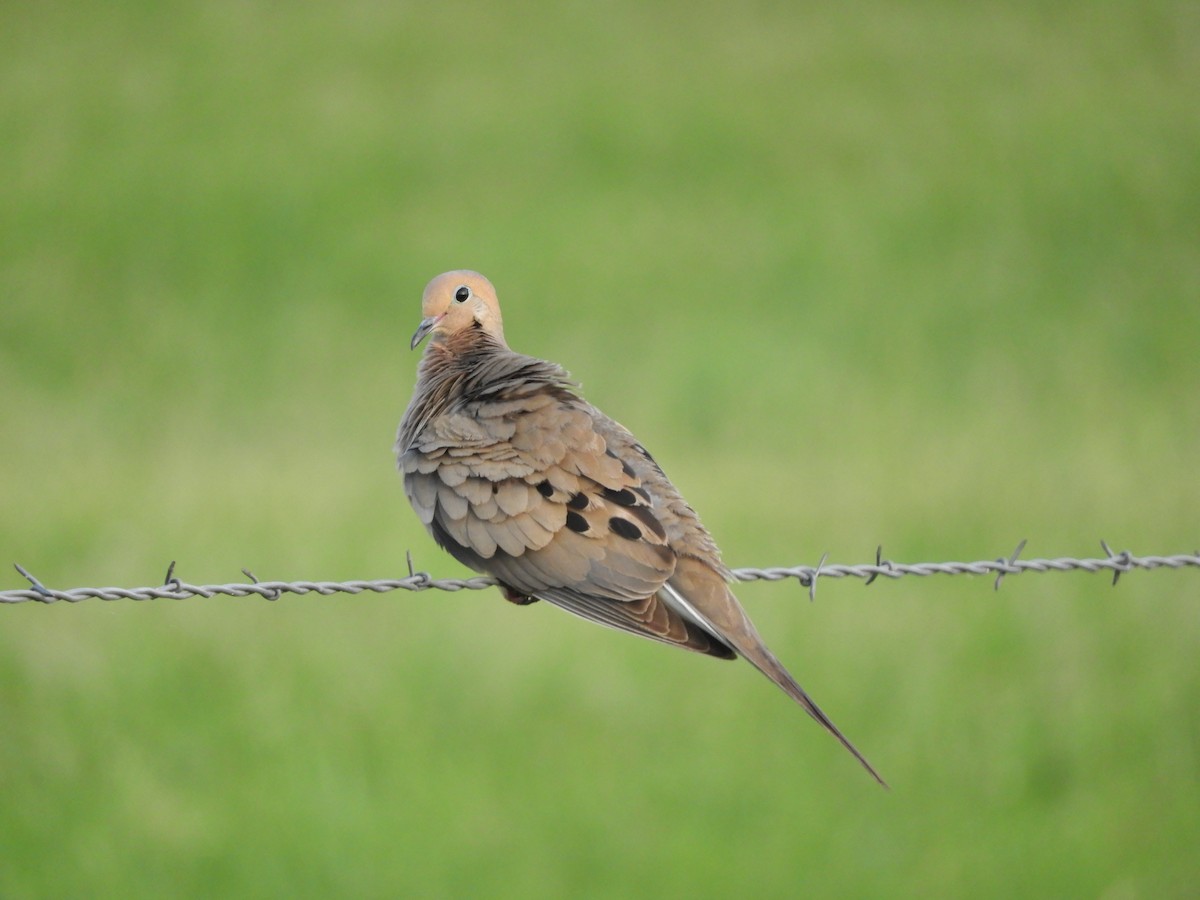 Mourning Dove - ML620762871