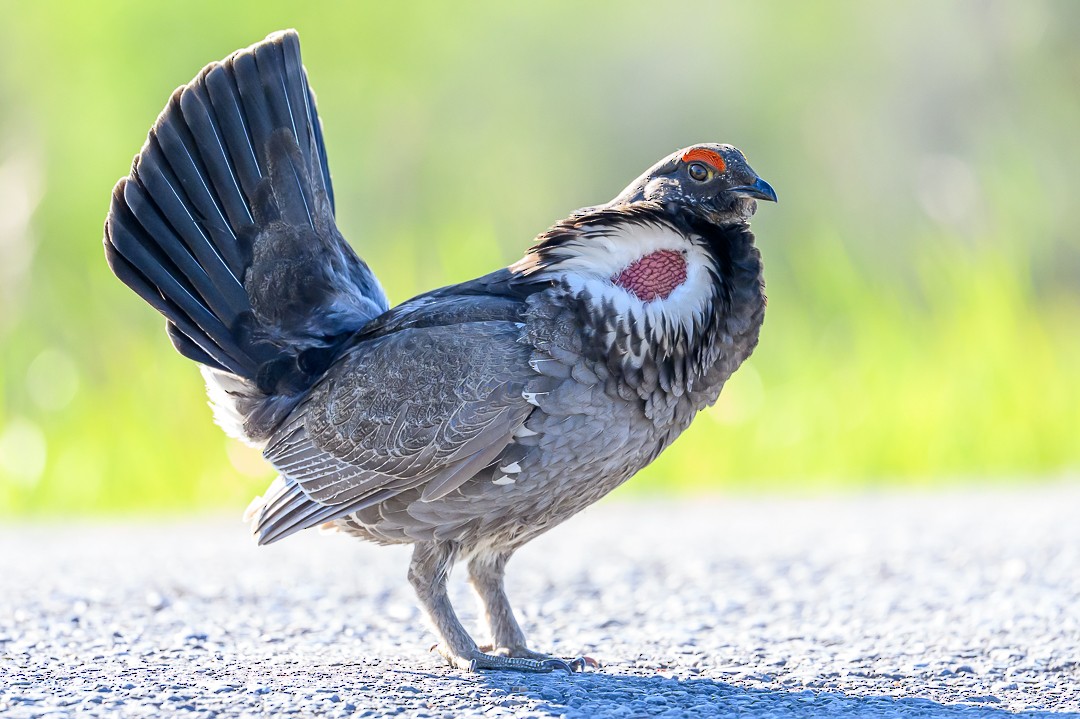 Dusky Grouse - ML620762875