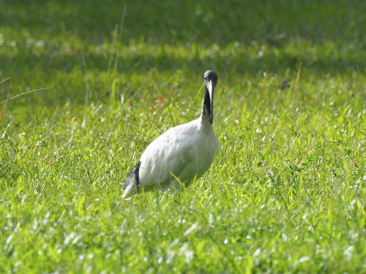 Australian Ibis - ML620762879