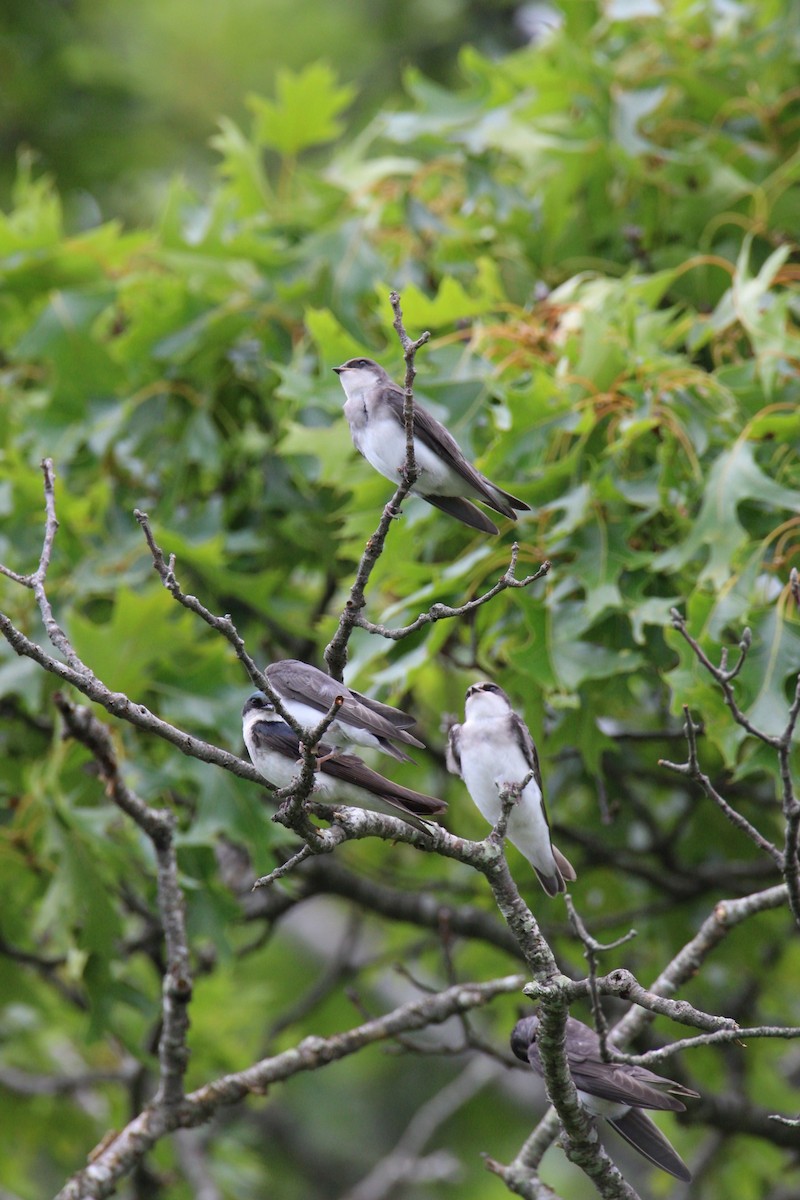 Tree Swallow - ML620762880