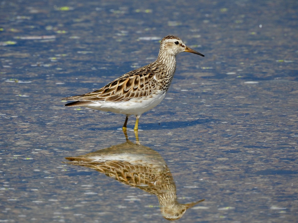 Pectoral Sandpiper - ML620762892