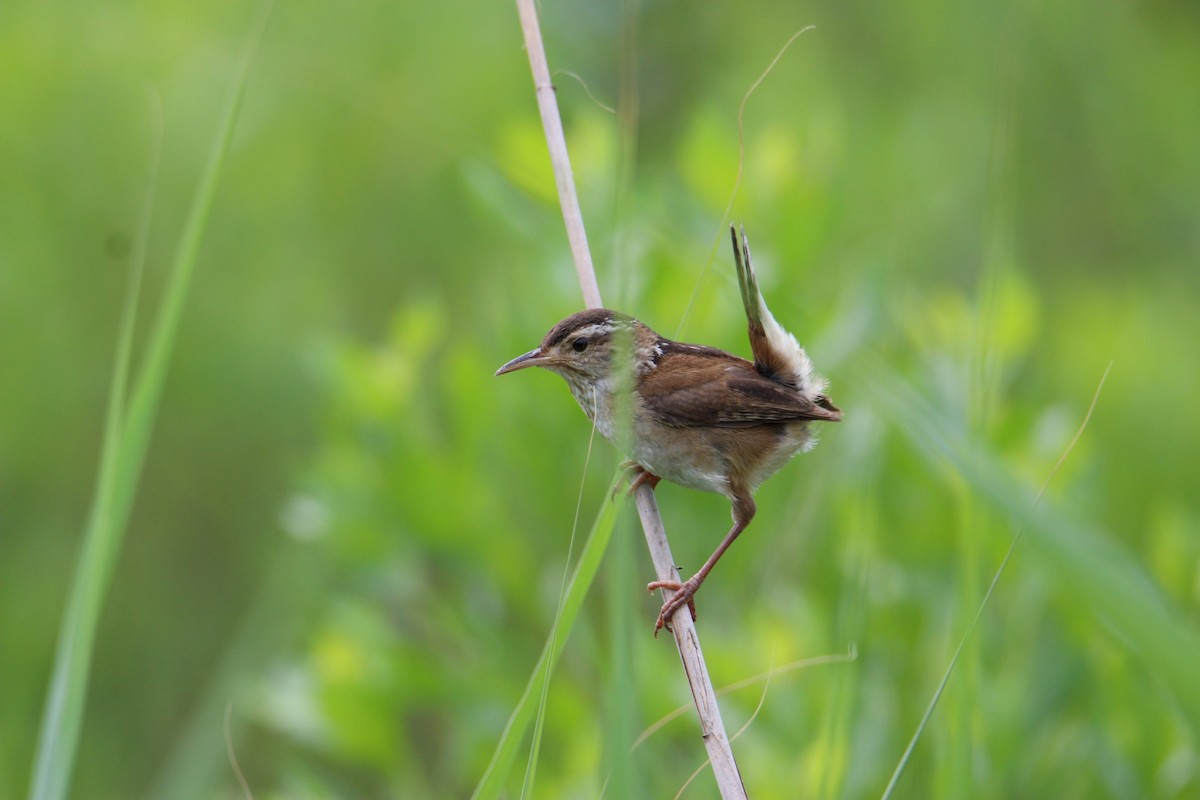 Marsh Wren - ML620762893