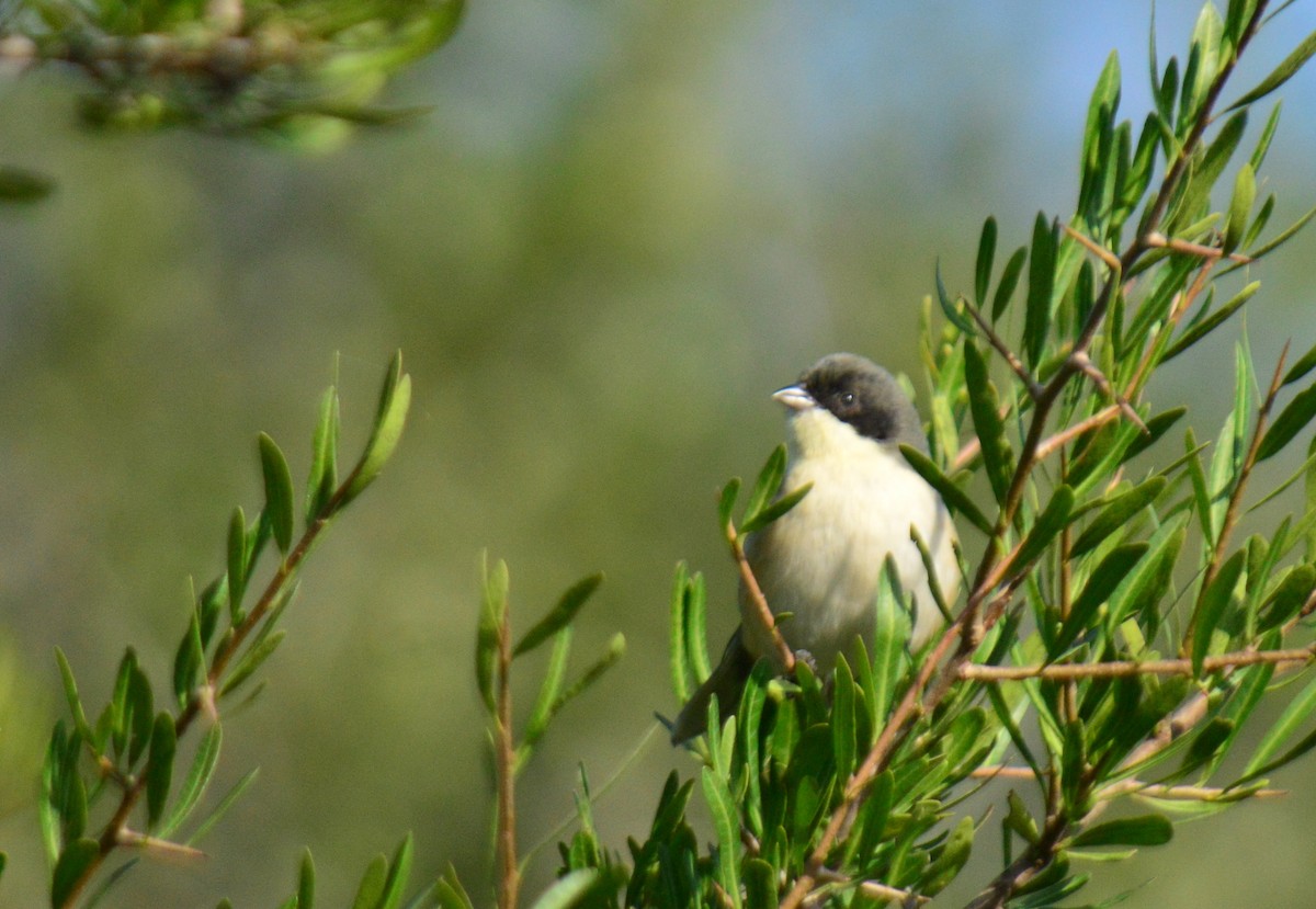 Black-capped Warbling Finch - ML620762895