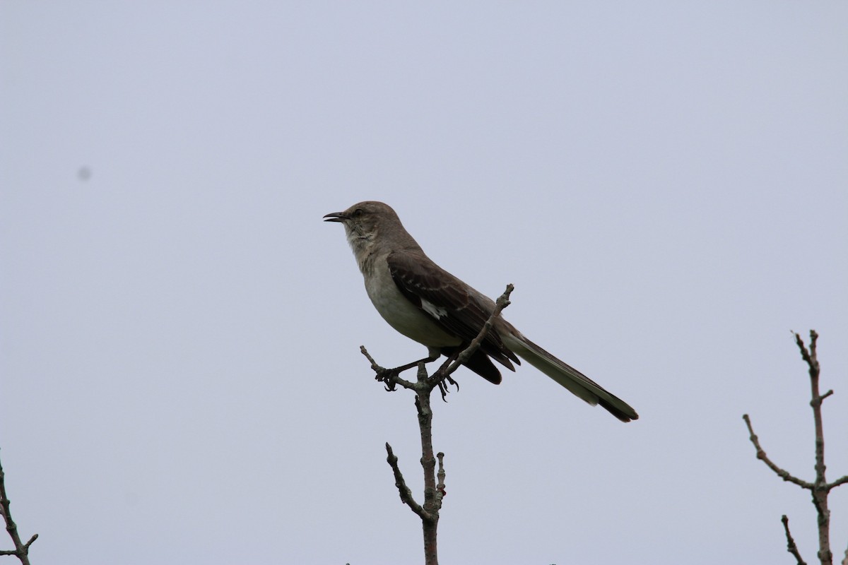 Northern Mockingbird - ML620762908