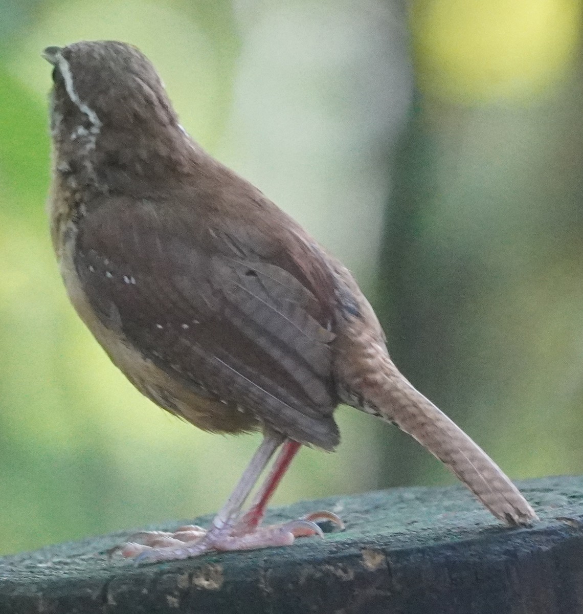 Carolina Wren - ML620762926