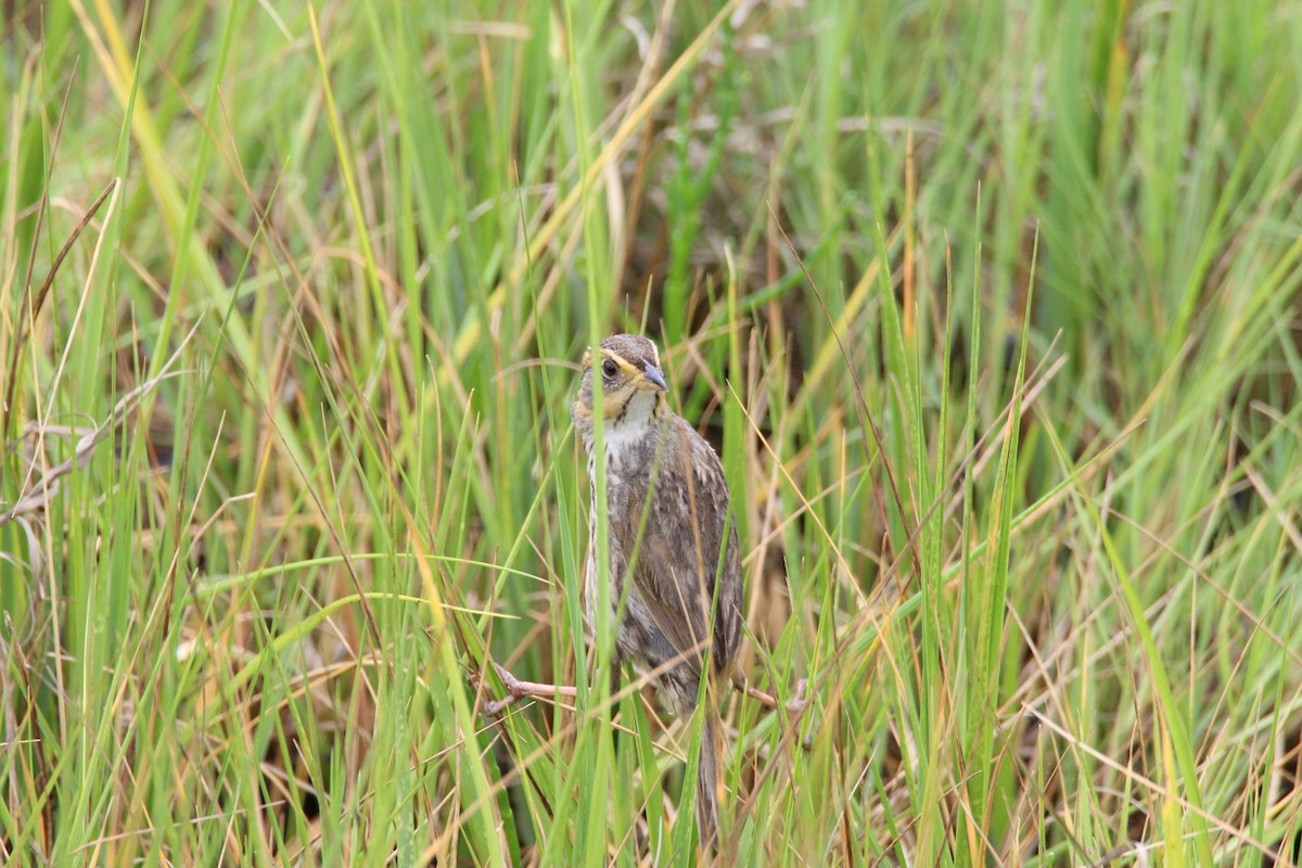 Saltmarsh Sparrow - ML620762930