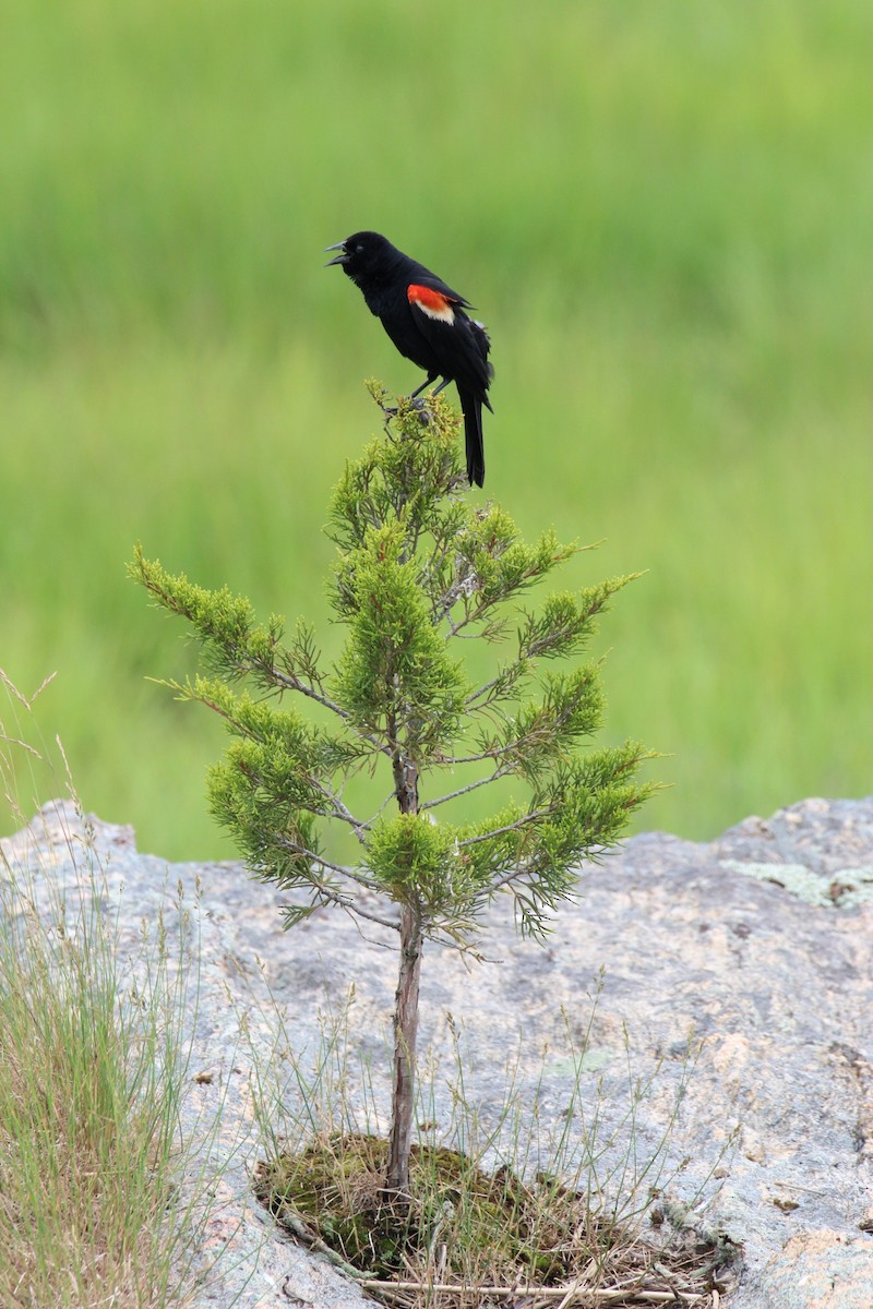 Red-winged Blackbird - ML620762933