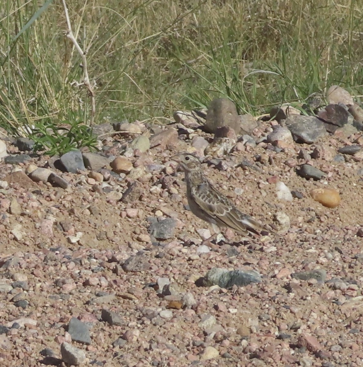 Thick-billed Longspur - ML620762935