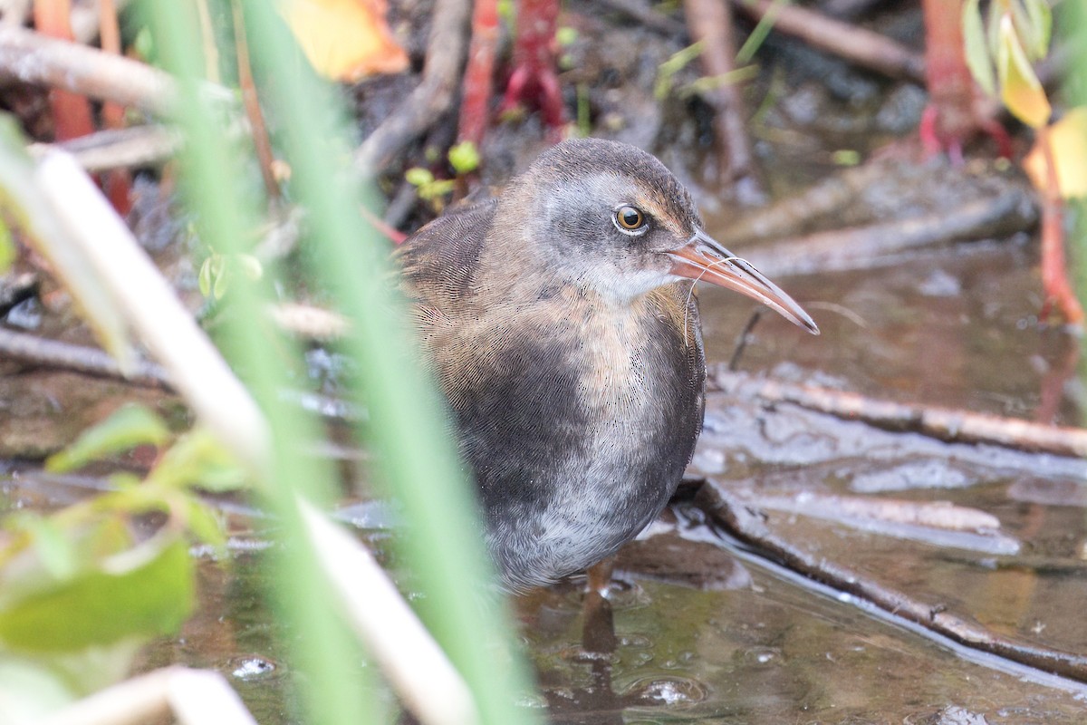 Virginia Rail - ML620762945