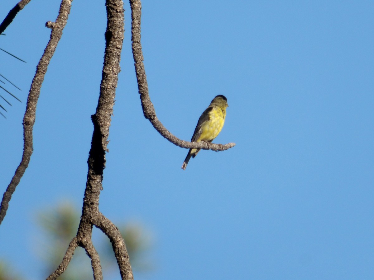 Lesser Goldfinch - ML620762946