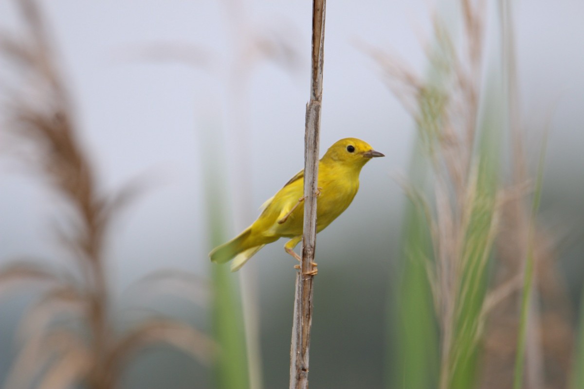 Yellow Warbler - Noah Reid