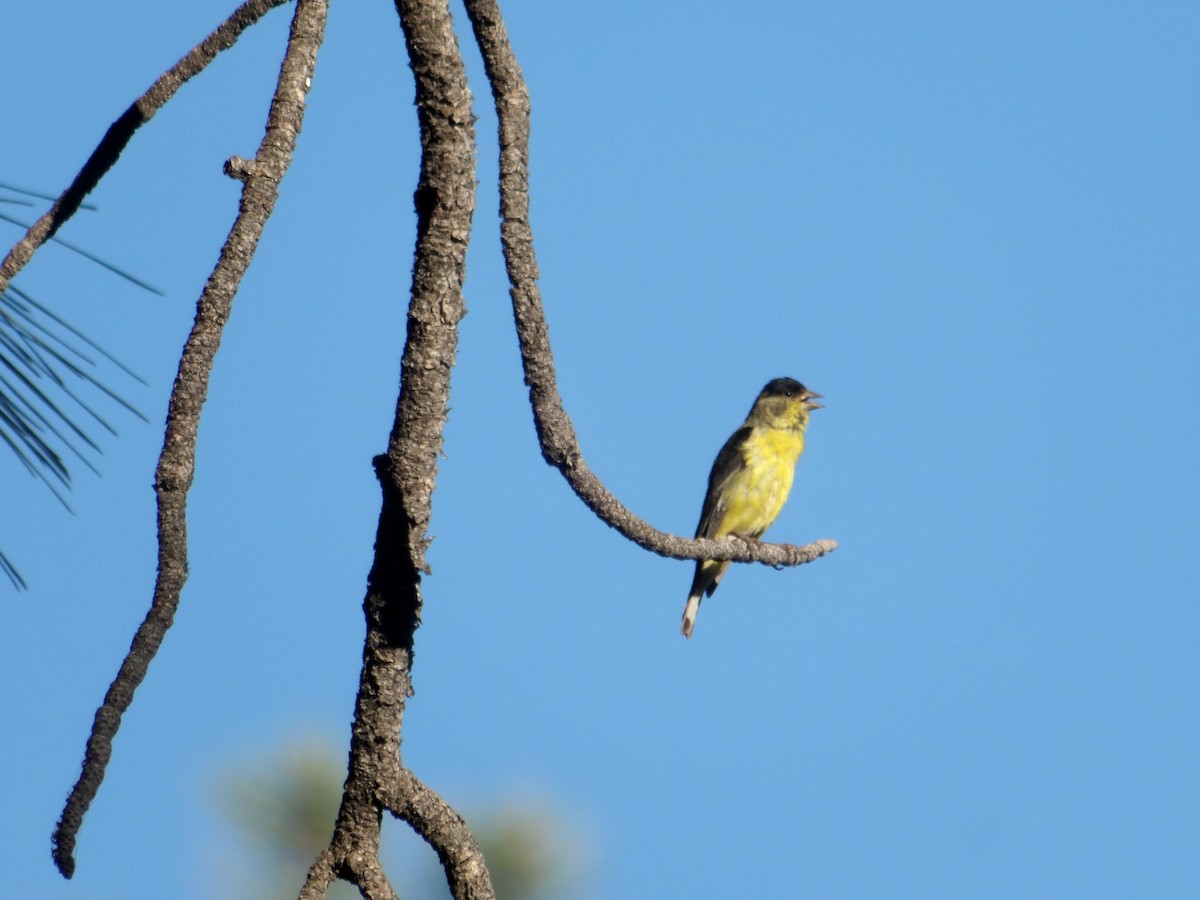 Lesser Goldfinch - ML620762950