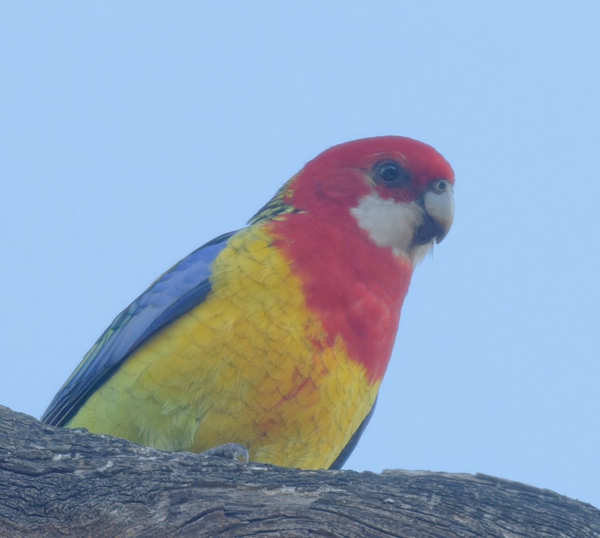 Eastern Rosella - ML620762953