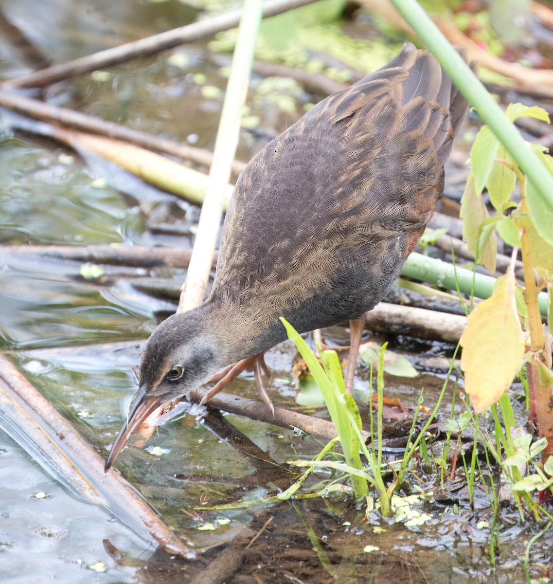 Virginia Rail - ML620762954