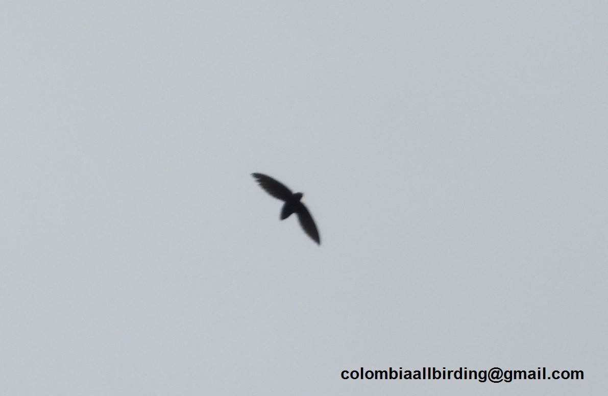 Short-tailed Swift - Urias Edgardo  Gonzalez Carreño